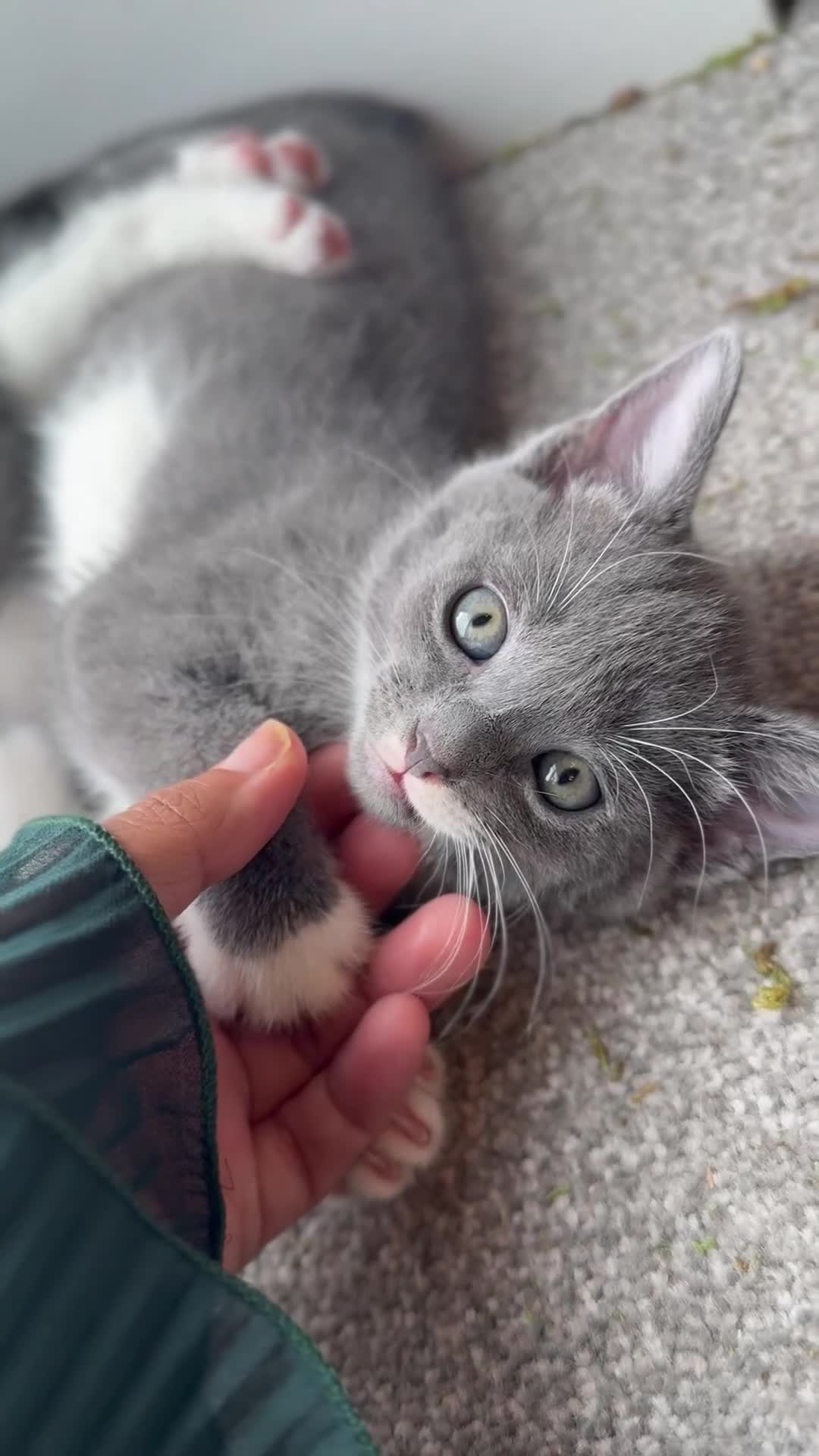Russian Blue cats for sale: Russian Blue x Beautiful kittens  - Video 1