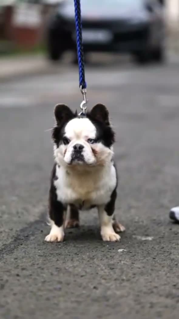 French Bulldog dogs for sale: Fluffy husky koi tri Frenchie pups  - Video 1