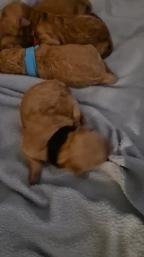 Miniature Poodle dogs for stud: Lorayla's Isadora's legacy - Video 1