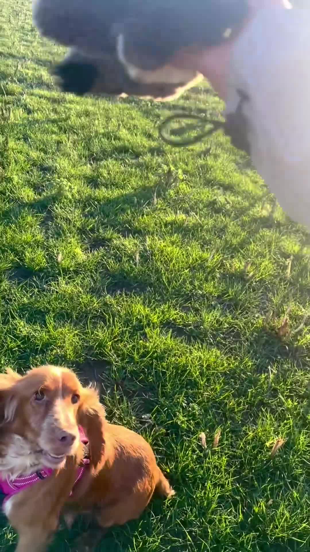 Cocker Spaniel dogs for sale: Our Stunning Cocker spaniels  - Video 1