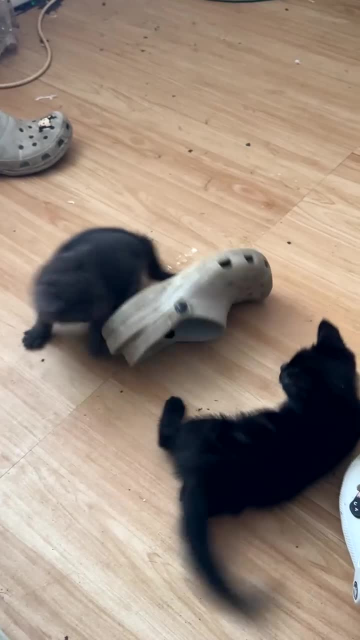 Domestic Shorthair cats for sale: Friendly playful kittens looking for a loving home - Video 4