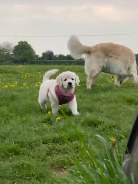 Golden Retriever dogs for sale: Golden Retriever Puppies – Reservations Open💚 - Video 2