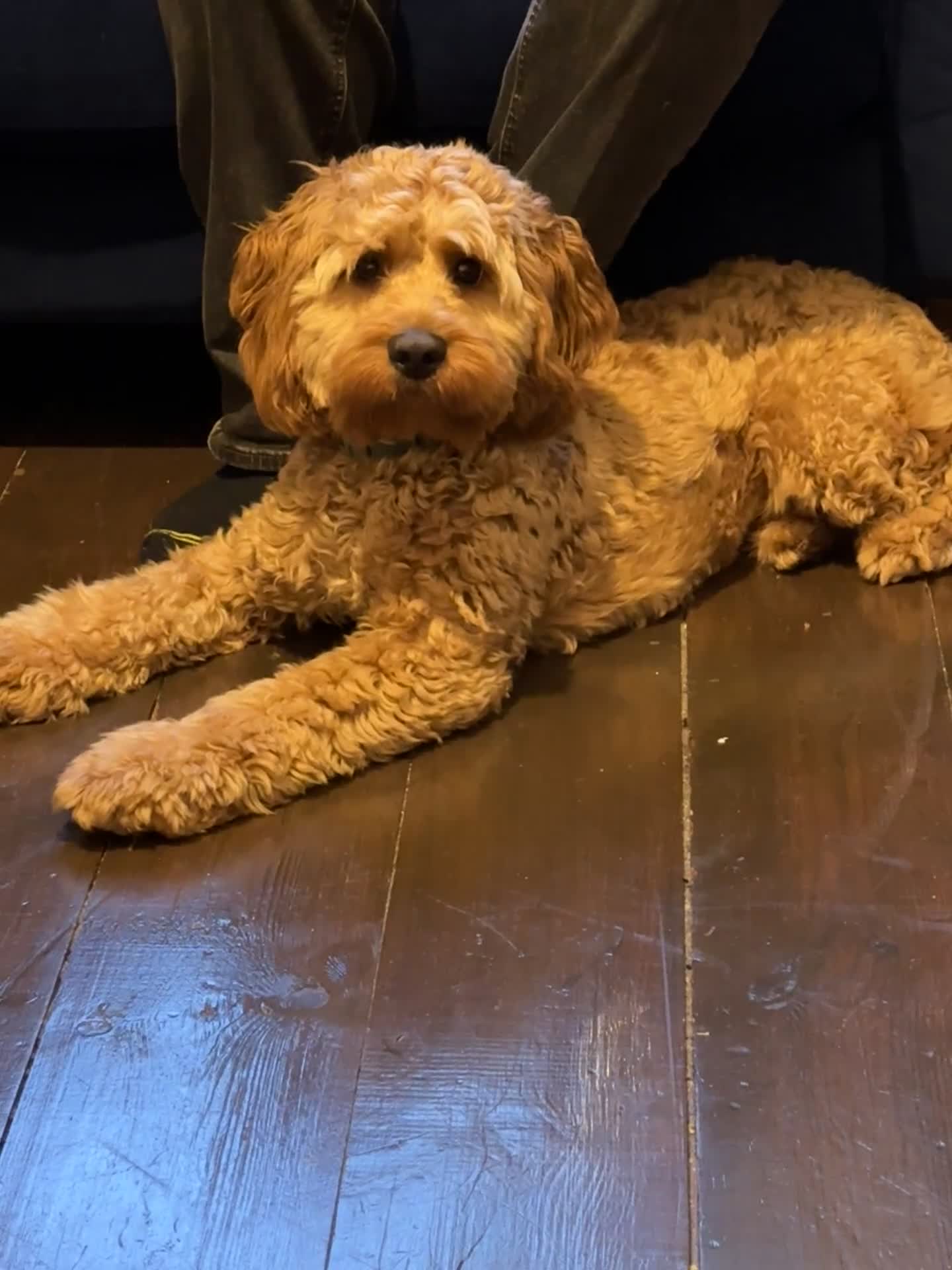 Cockapoo dogs for sale: 10 Month Old Cockapoo - Video 1
