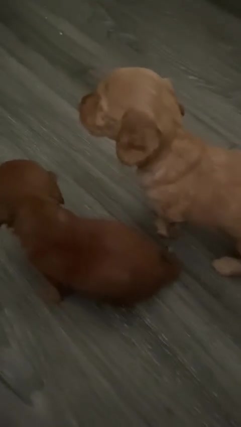 Dachshund dogs for sale: Long haired miniature  - Video 2