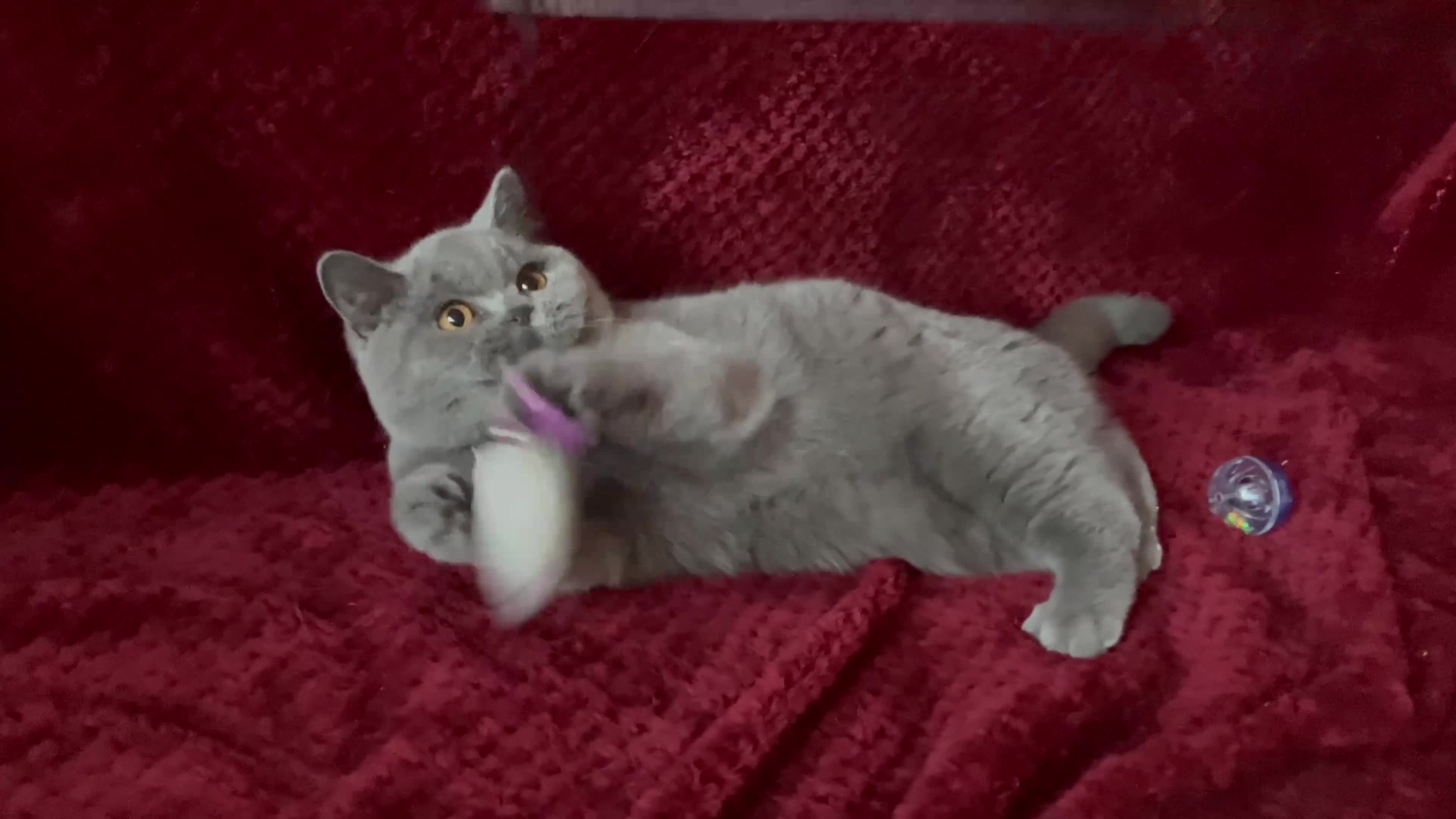 British Shorthair cats for sale: GCCF British Shorthair Boy Stunning Amber Eyes Now - Video 2