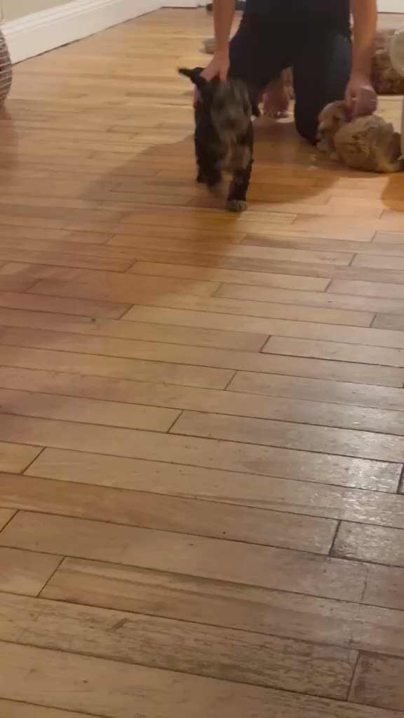 Cockapoo dogs for sale: 3 beautiful cockapoo puppies  - Video 1