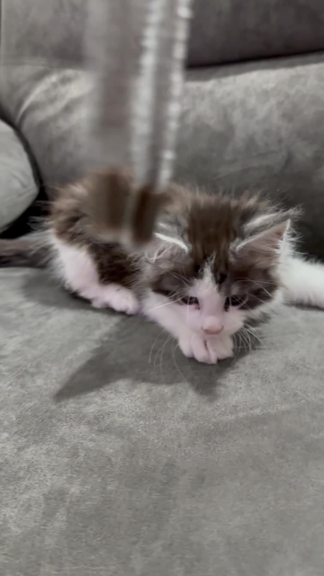 Maine Coon cats for sale: XL Maine coon kitten Tica registered parents  - Video 1