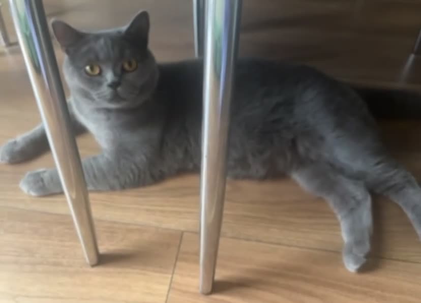 British Shorthair cats for sale: British Shorthair Male Cat – 3 Years Old/ Neutered in Birmingham - Video 1
