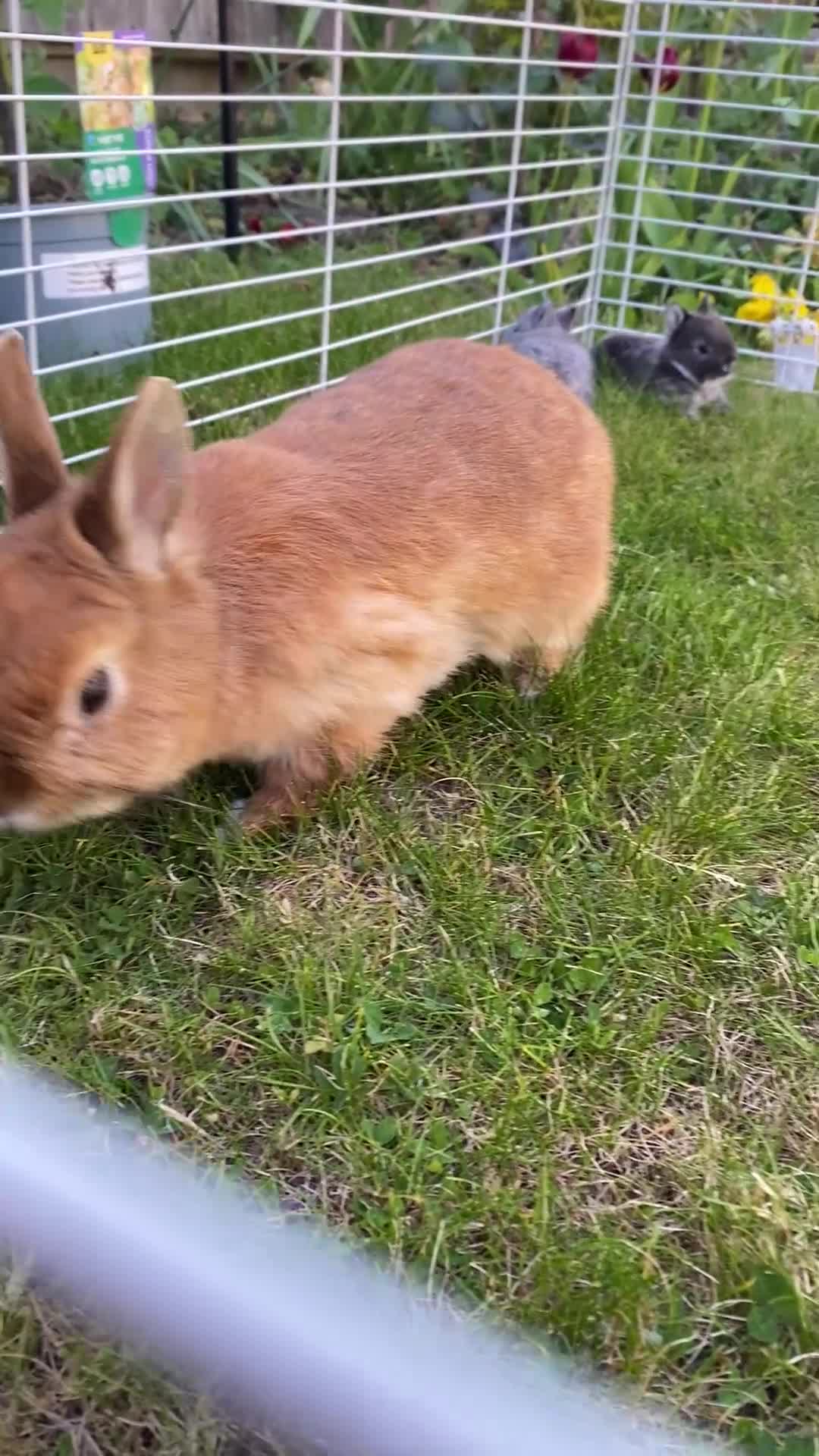 Netherland Dwarf rabbits for sale: Purebred Bunnies Netherland Dwarf - Video 1