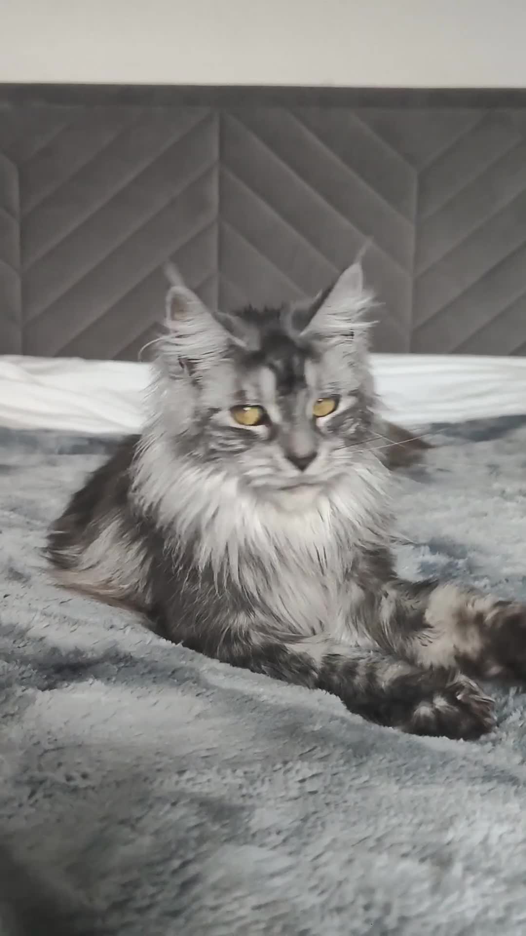 Maine Coon cats for sale: Polydactyly European Maine Coon  - Video 1