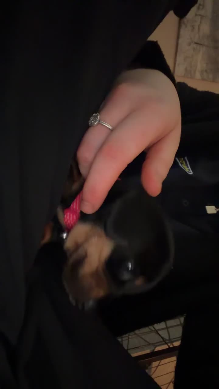 Dachshund dogs for sale: 2 female 1 male mini sausage dogs. - Video 1