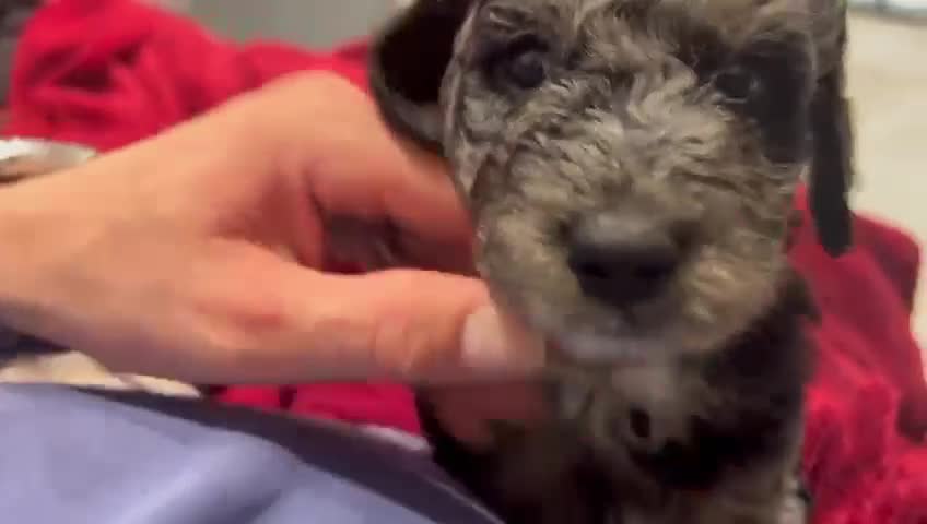 Mixed Breed dogs for sale: ✨ 2 Labradoodle x Australian Labradoodle Puppies  - Video 3