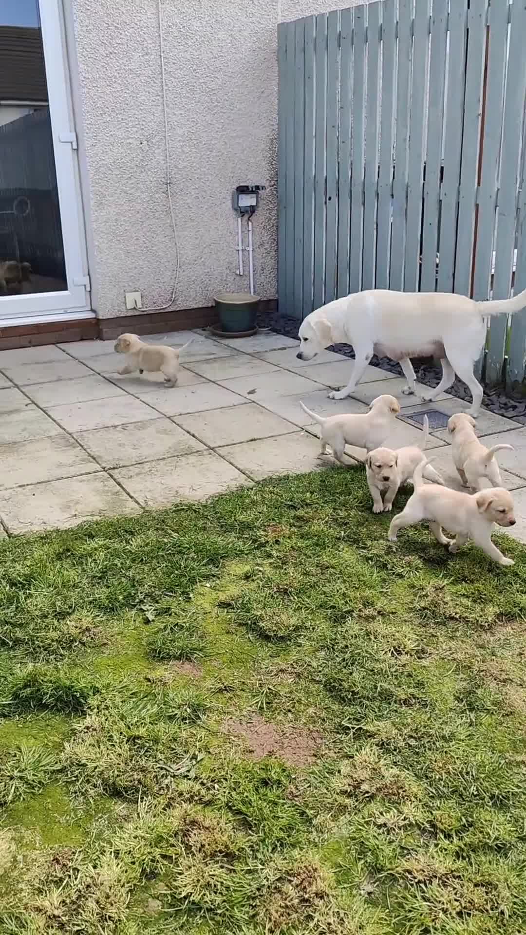 Labrador Retriever dogs for sale: Stunning, Well Bred Yellow Labrador Pups - Video 1