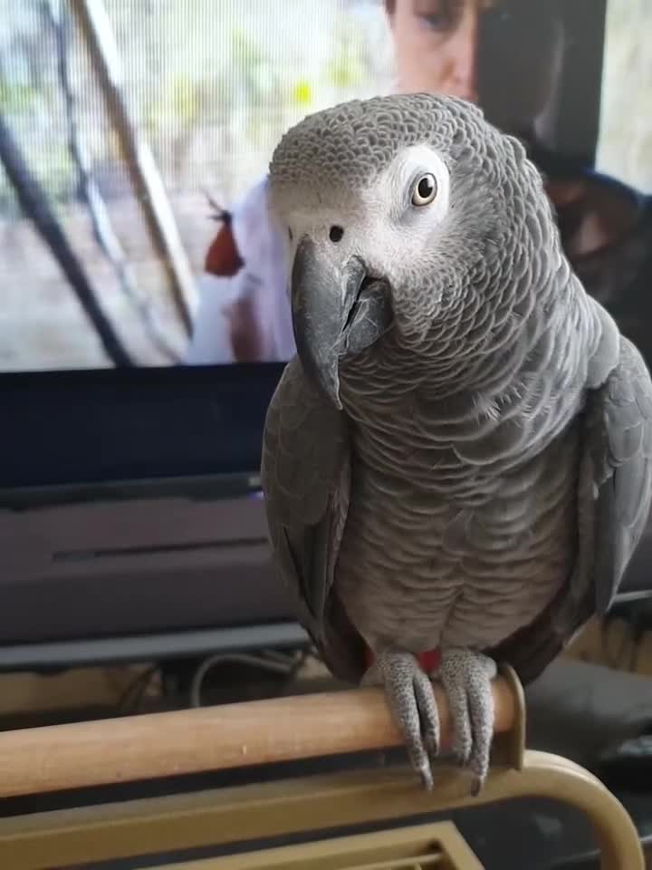 Parrots birds for sale: Tame, Intelligent & Well Socialised🐦  Grey  - Video 1