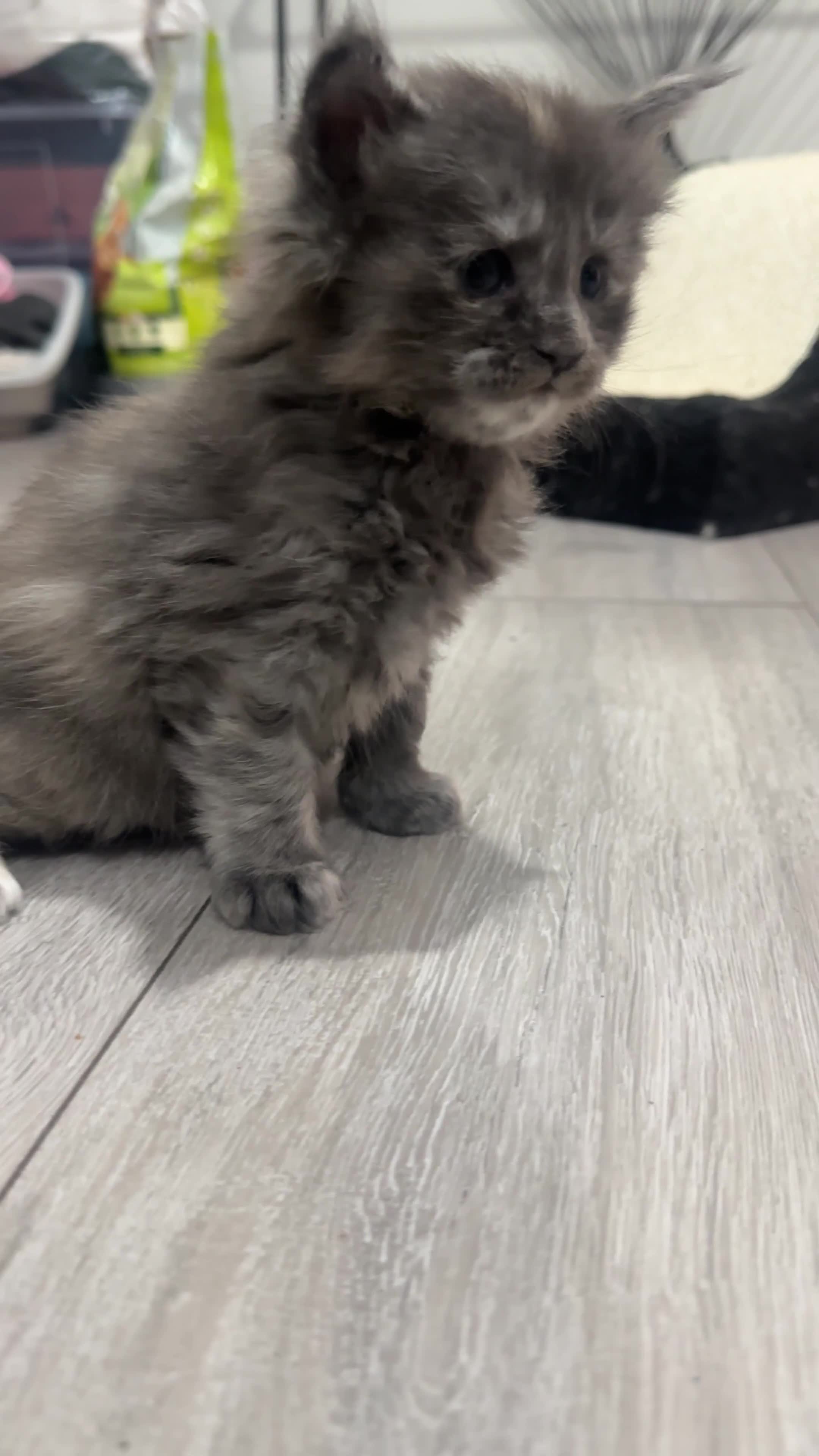 Maine Coon cats for sale: Stunning TICA Registered Maine Coon Kittens - Video 4