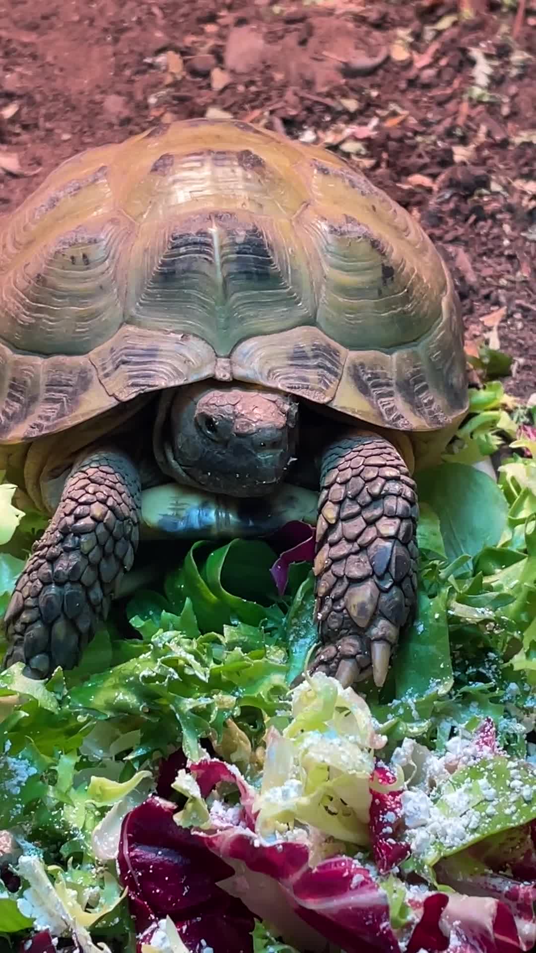 Tortoise reptiles for sale: Horsefield Tortoise  in Barnoldswick - Video 1
