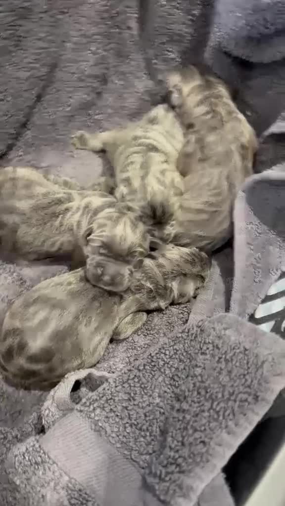 Cane Corso dogs for sale: Cane corso puppies  in Manchester - Video 1