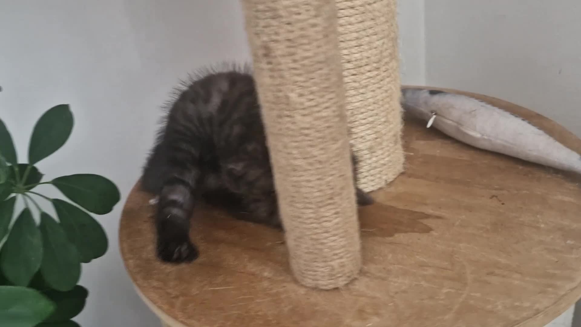 British Shorthair cats for sale: 4 British Shorthair  - Video 1