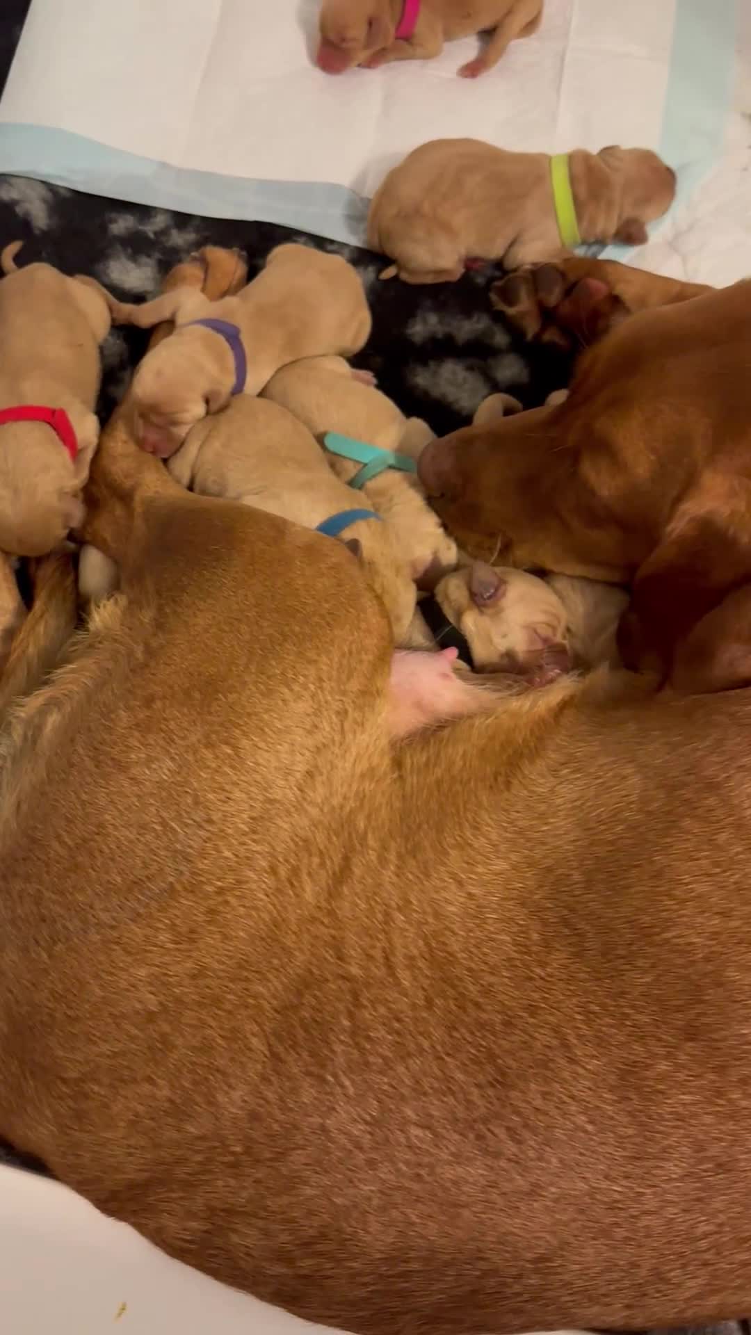 Labrador Retriever dogs for sale: KC Fox Red Labrador Pups FTCH Sire - Health Tested - Video 1