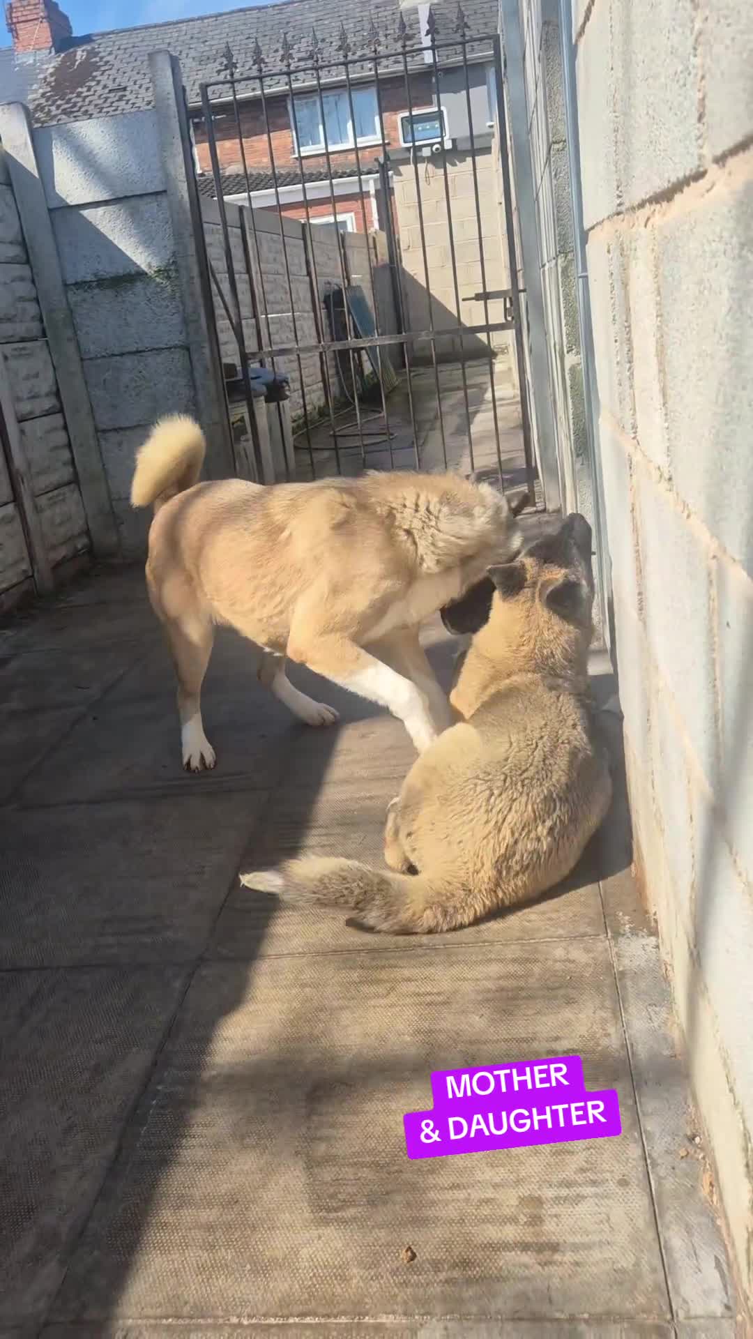 Akita dogs for sale: AMERICAN AKITA FEMALE (LAST ONE) - Video 1