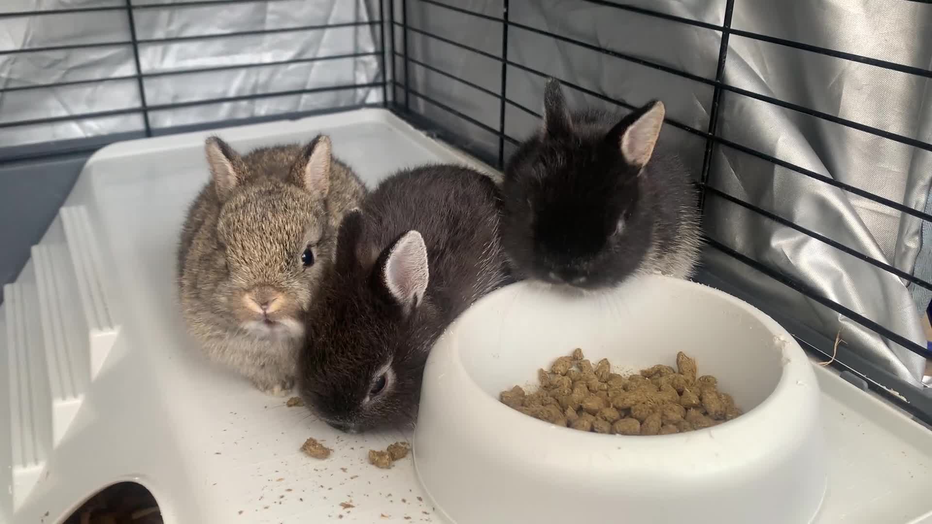 Netherland Dwarf rabbits for sale: Netherland Dwarf Bunnies - 6 left - Video 2