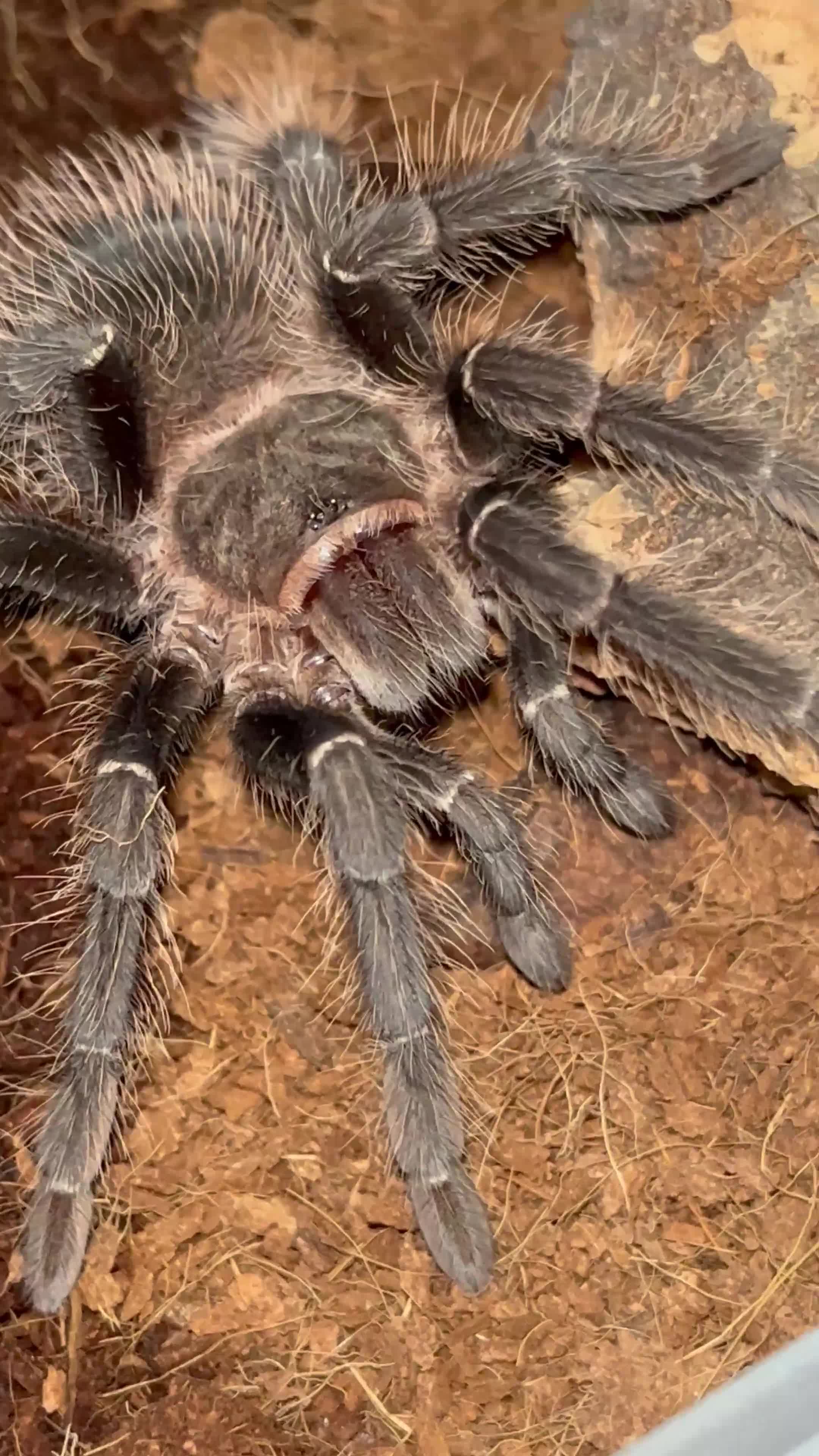 Tarantulas invertebrates for sale: Lasiodora parahybana in Kilmarnock - Video 1