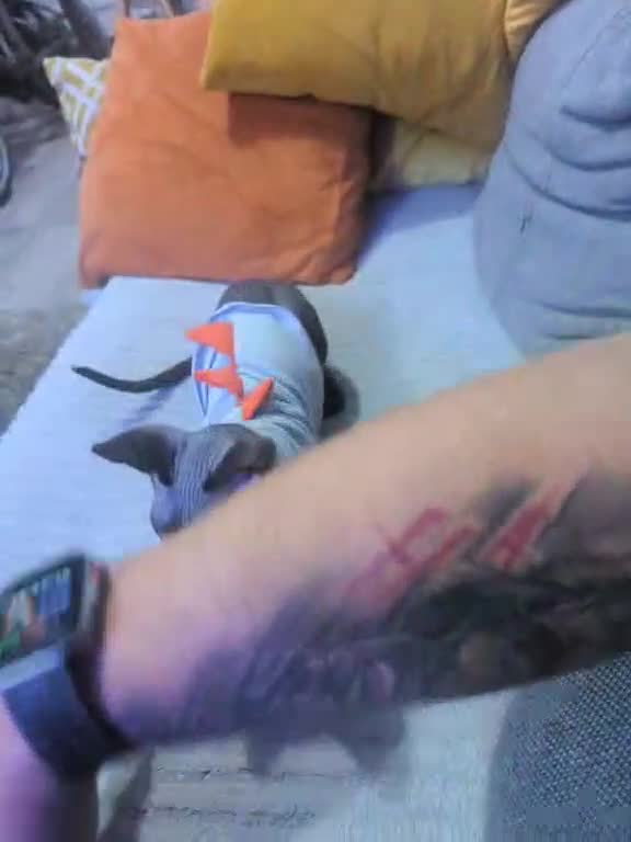 Sphynx cats for sale: Boy available  - Video 1