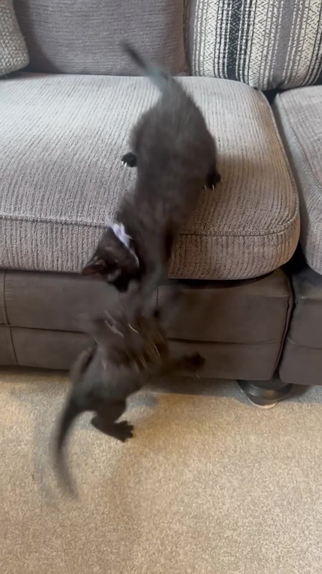 Mixed Breed cats for sale: Kittens ready now  in Telford - Video 1