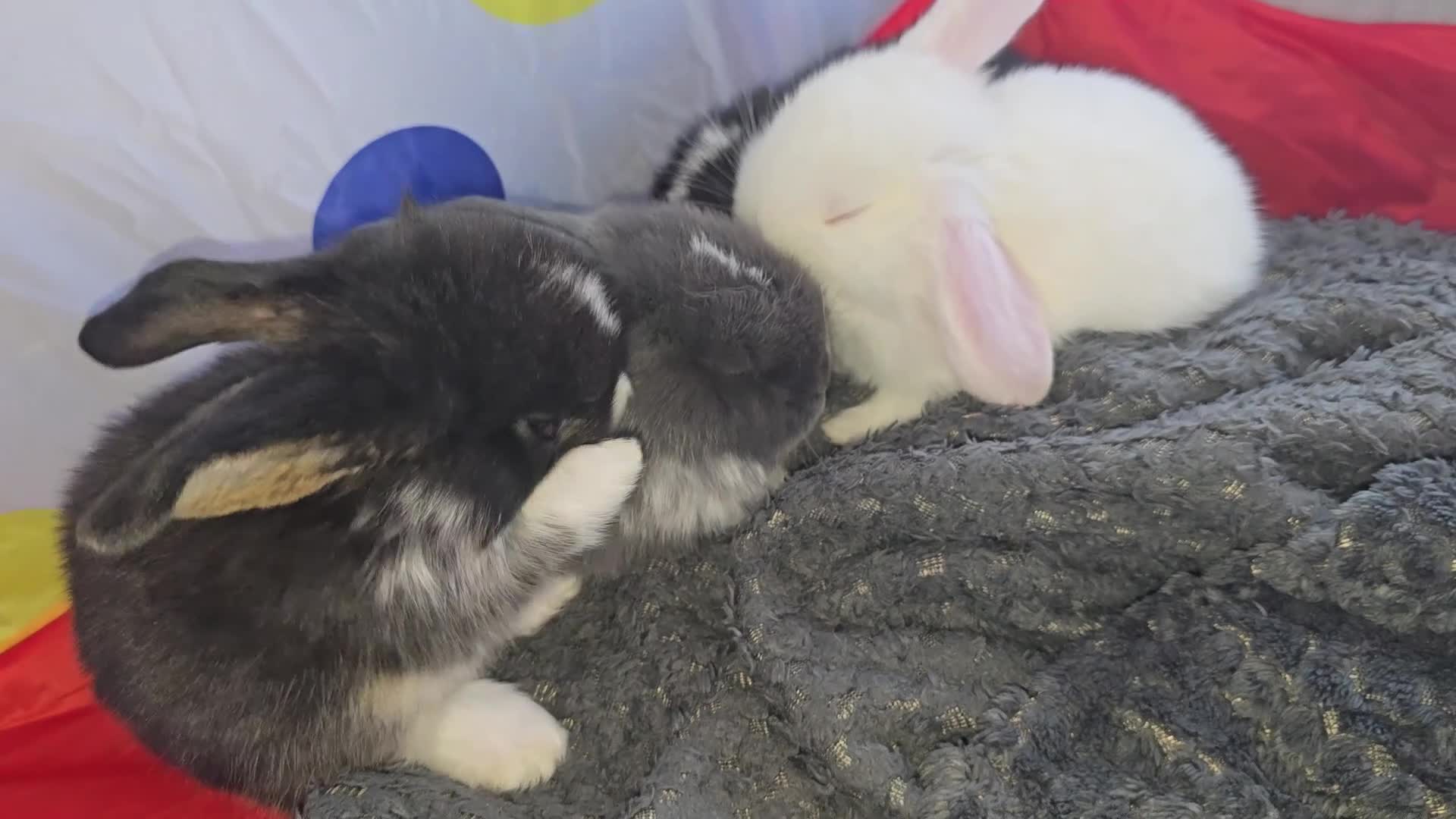 French Lop rabbits for sale: Tri coloured french lop - Video 1