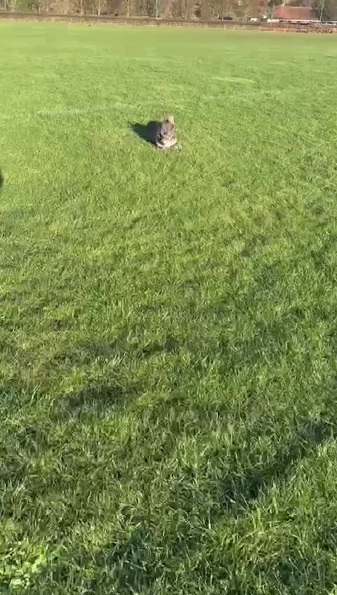 French Bulldog dogs for stud: Lilac and tan carrying cream , fluffy L3 L1 in Dundee - Video 1