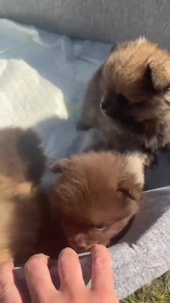 Pomeranian dogs for sale: Beautiful Pomeranian Puppy's   - Video 1