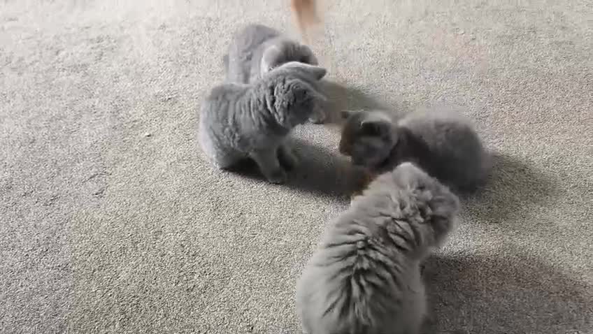 British Shorthair cats for sale: READY, Beautiful British Short/Long hair kittens - Video 2