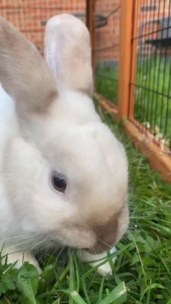 Rex rabbits for sale: Beautiful Rabbit in need of a home  - Video 1