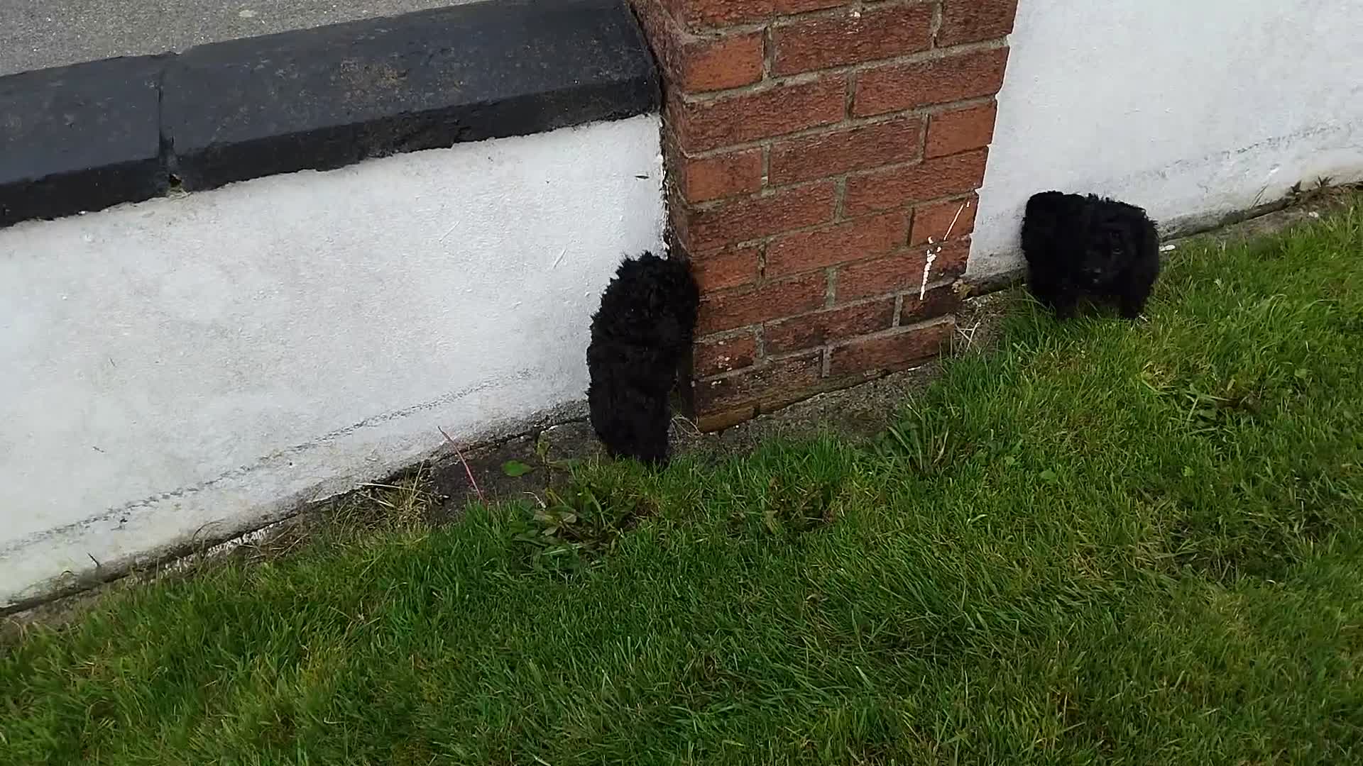 Poochon dogs for sale: POOCHON PUPPIES IN NORTHERN IRELAND - Video 1