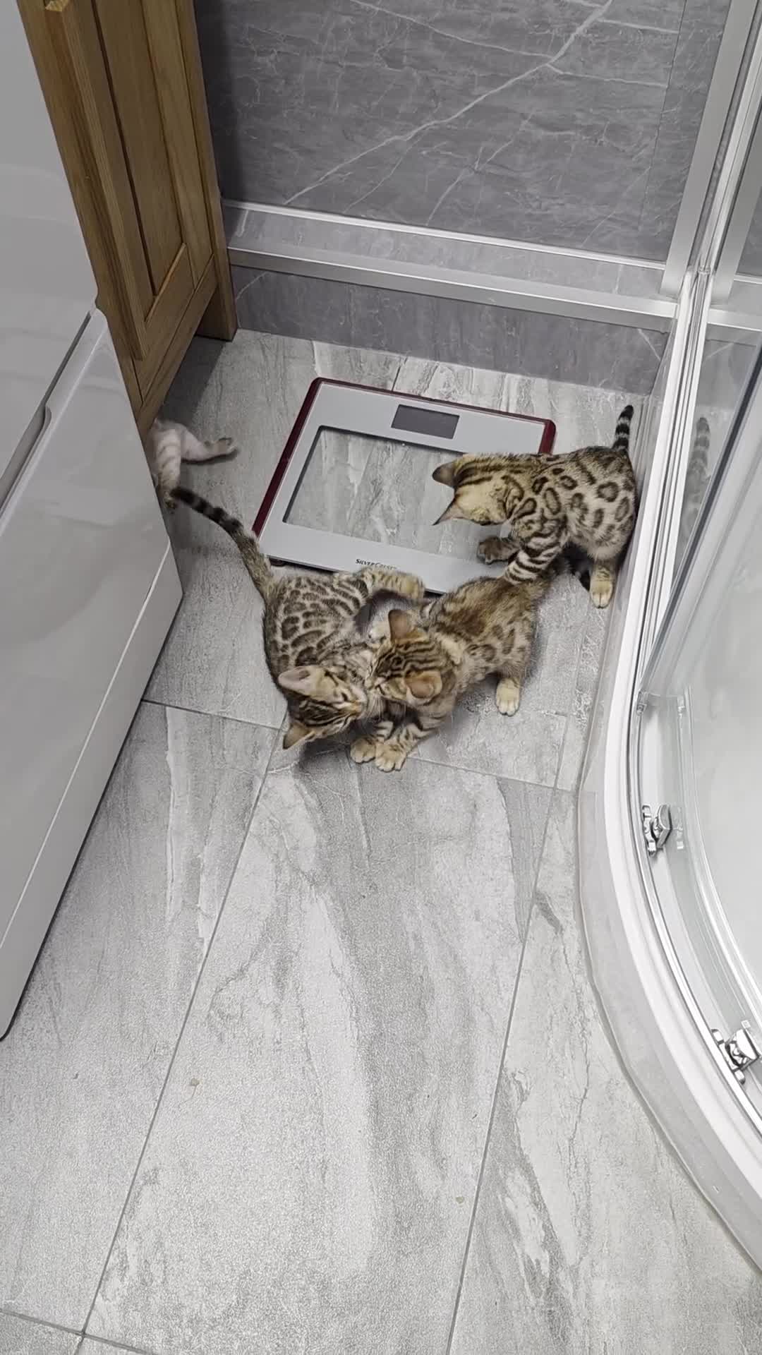 Bengal cats for sale: BENGALPARADISE KITTENS  - Video 1