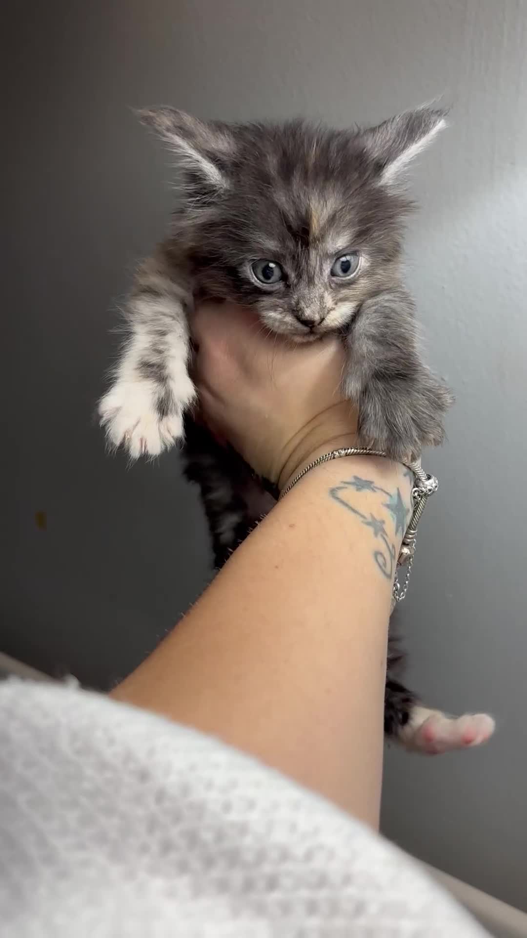 Maine Coon cats for sale: Beautiful RARE coloured Maine Coons - Video 1