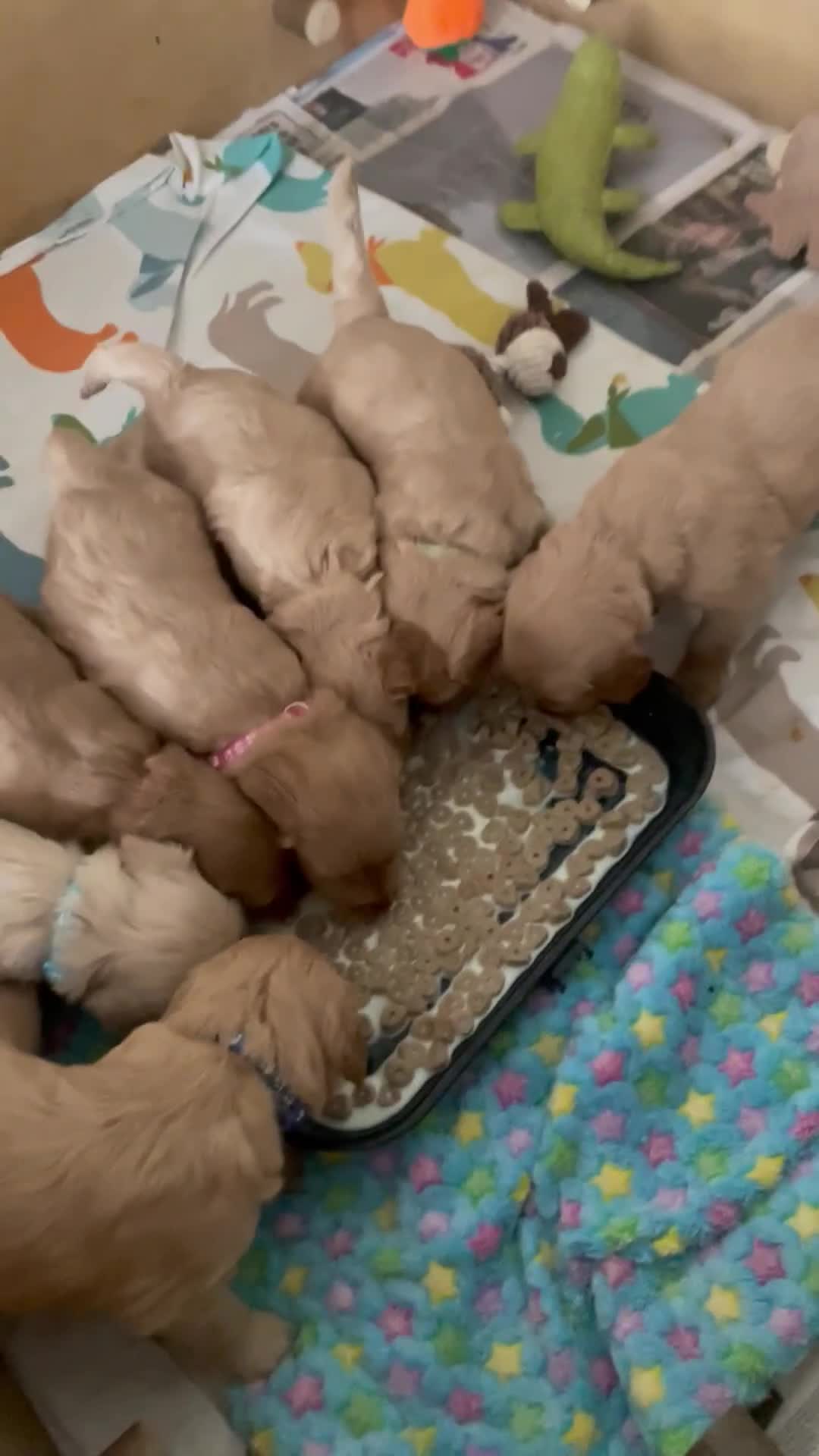 Goldendoodle dogs for sale: Golden doodle puppies ready 12th September  - Video 2