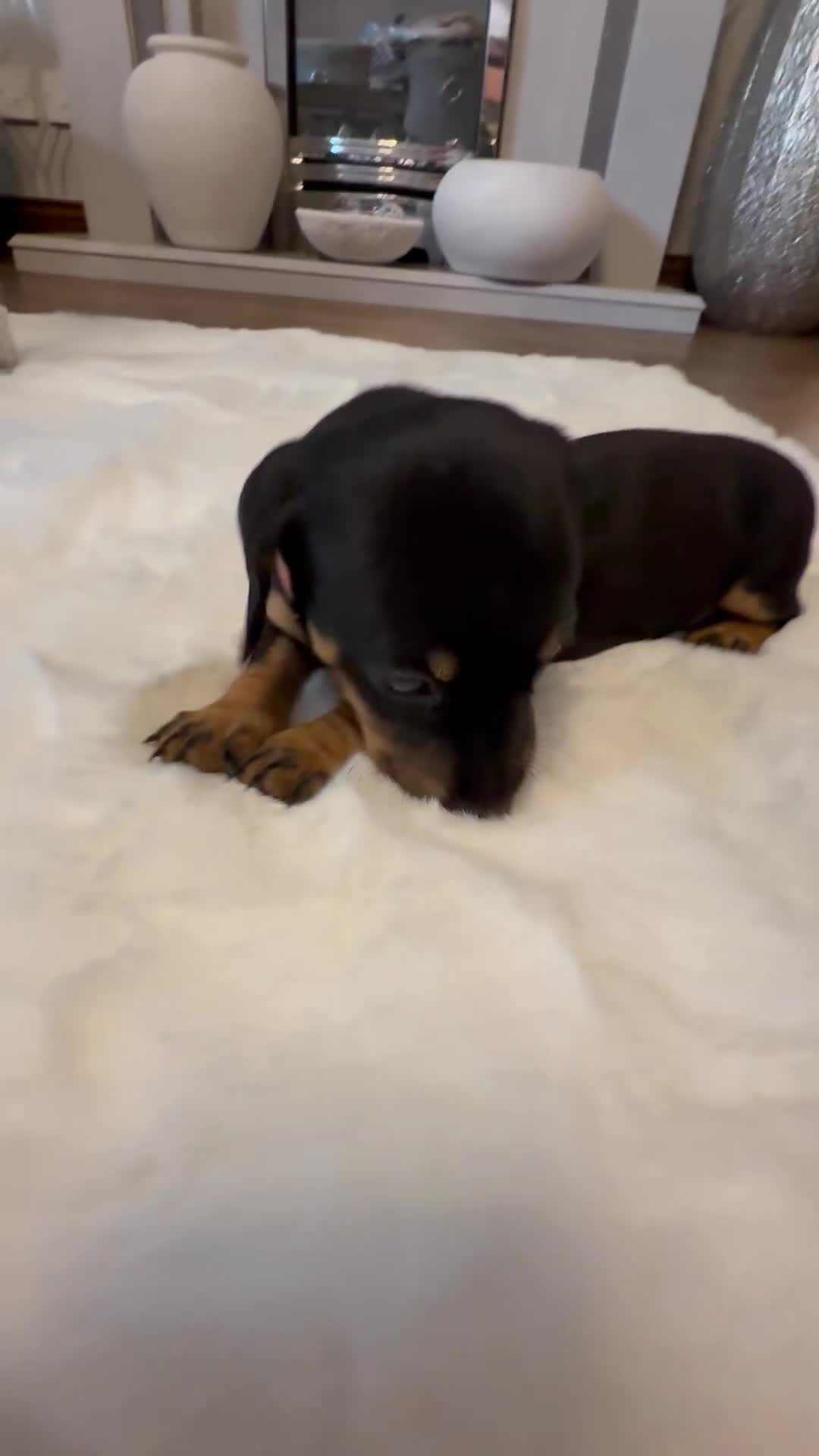 Dachshund dogs for sale: Dachshunds for sale   - Video 2
