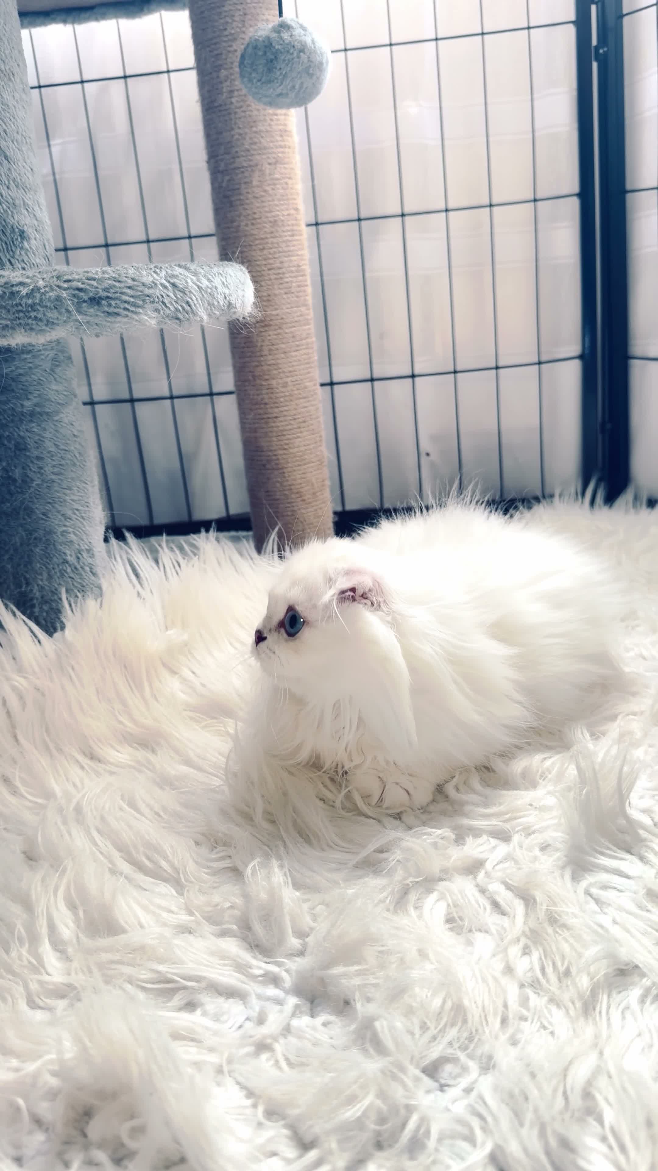 Scottish Fold cats for sale: 💞Beautiful Chinchilla Scottish fold kittens 💞🐾 - Video 4