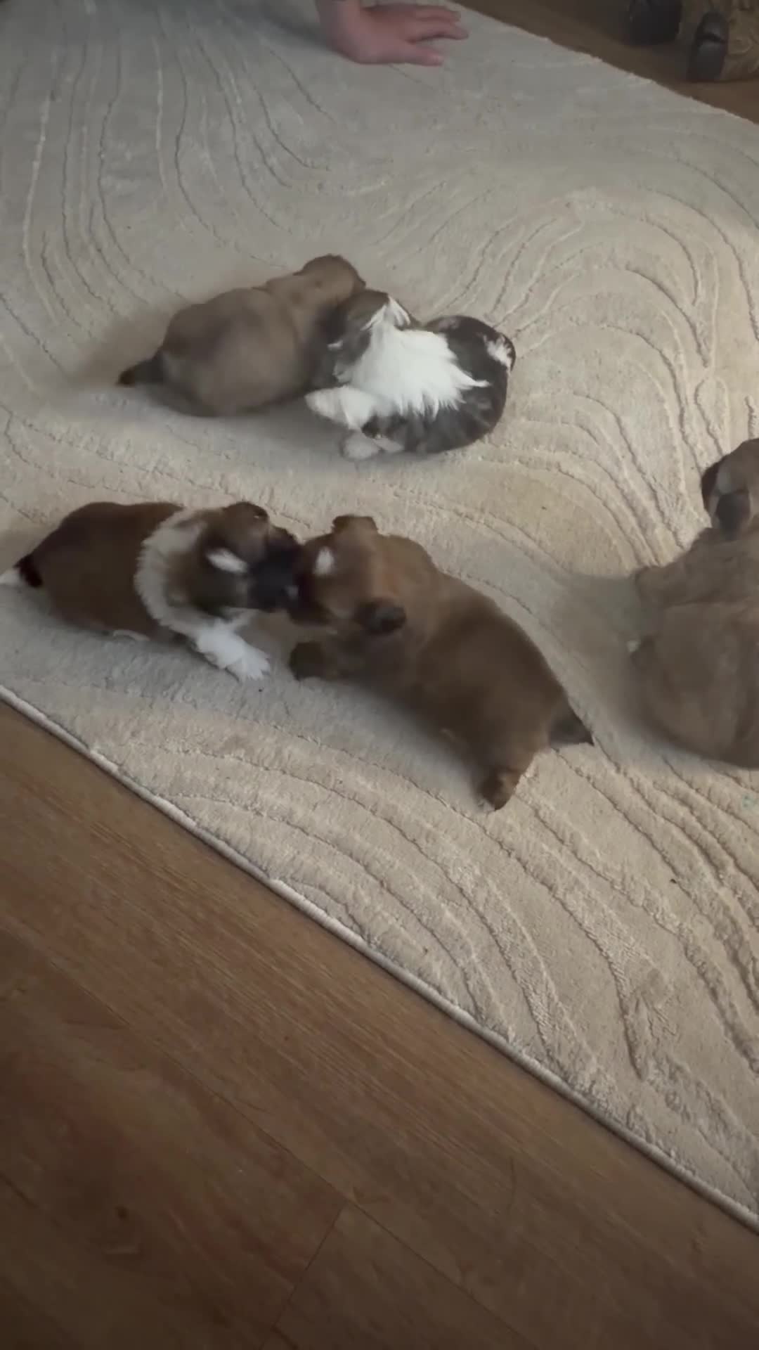 Shih Tzu dogs for sale: Shih Tzu’s  - Video 1