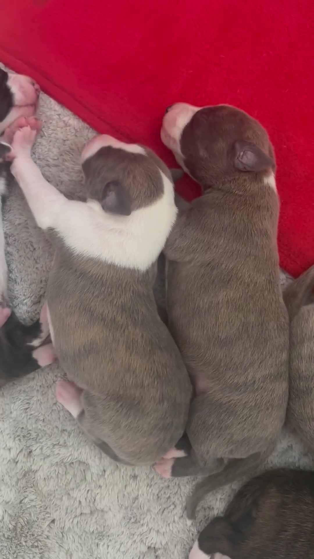 Whippet dogs for sale: Beautiful Blue Girl Whippet pup LAST ONE - Video 1