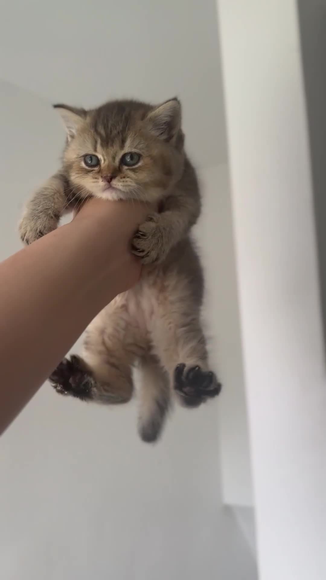 British Shorthair cats for sale: KITTENS AVAILABLE FROM CHAMPION GOLDEN LINES 🐻⭐️ - Video 2