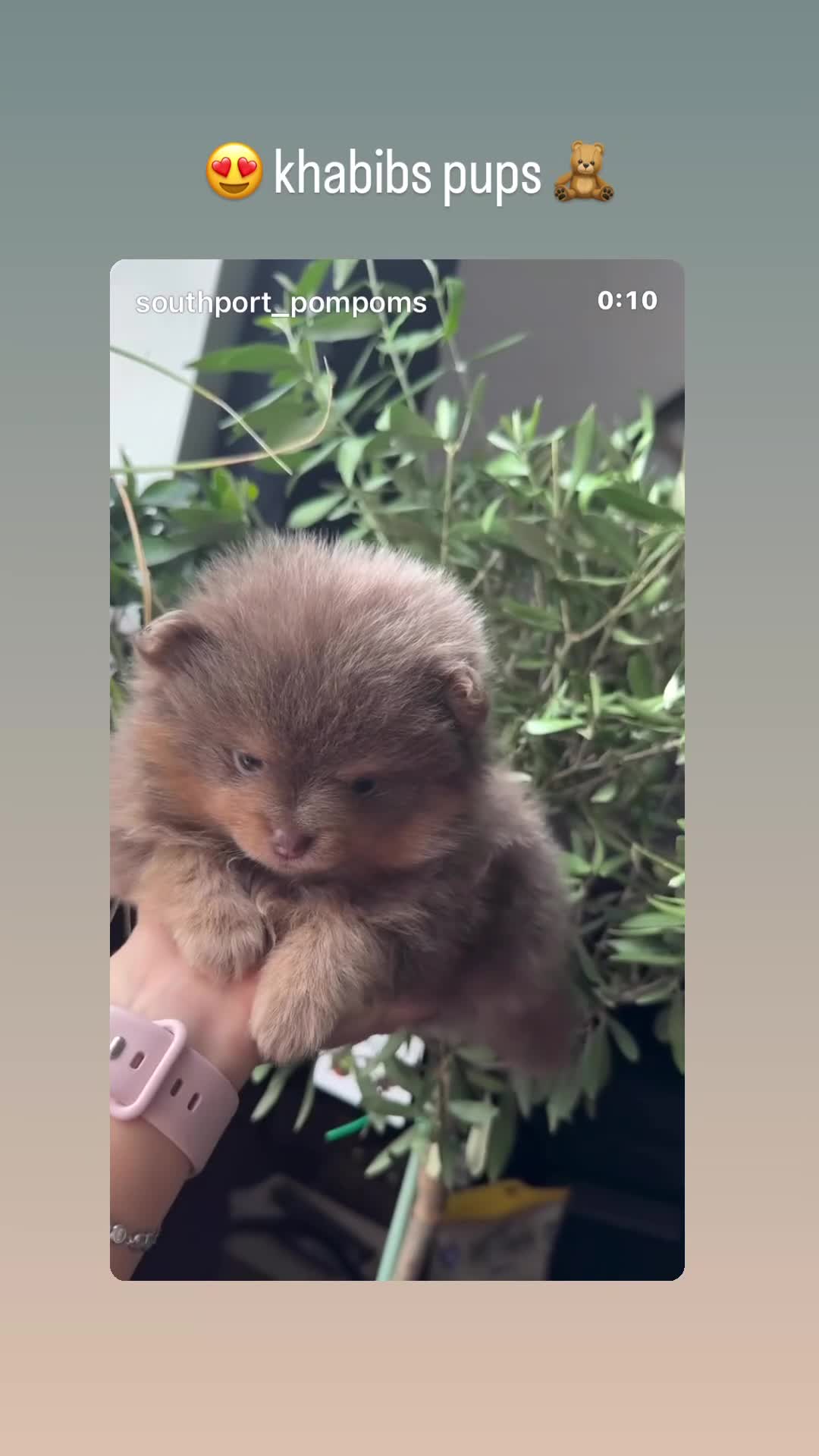 Pomeranian dogs for stud: Khabib the Pom full Russian lines  - Video 2