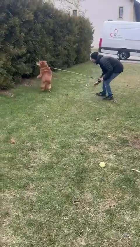 Mixed Breed dogs for adoption: 🤍 Kenji: the gentle soul waiting for you 🐾 - Video 1