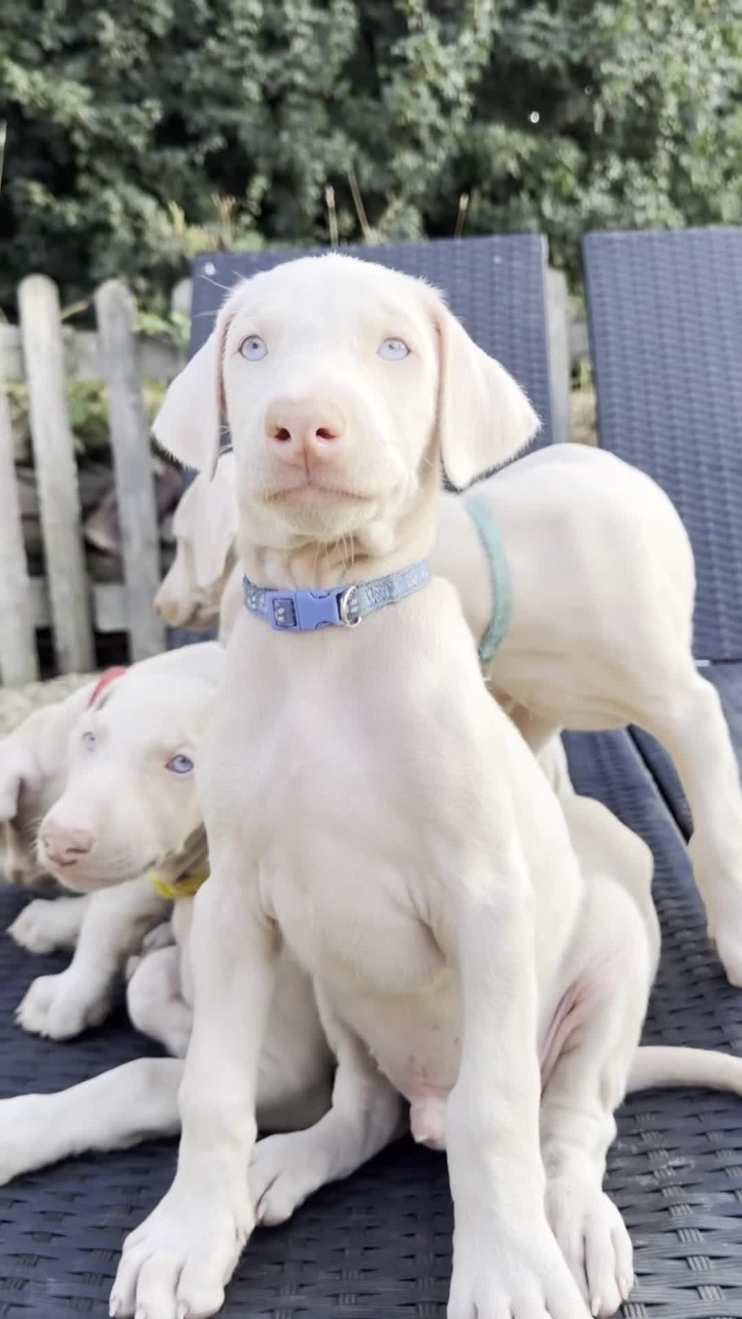 Dobermann dogs for sale: Exceptional White & Cream Doberman Puppies - Video 1