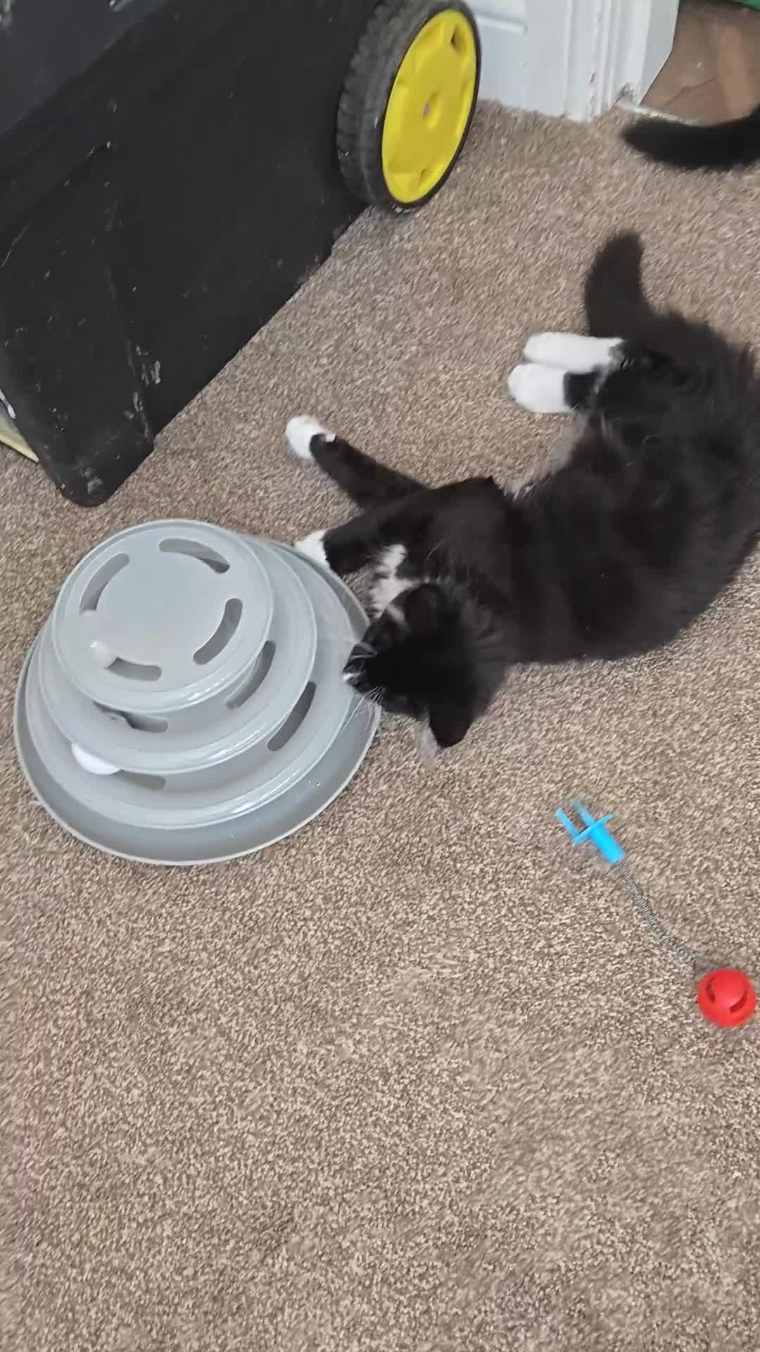 Maine Coon cats for sale: 1 Maine Coon Kitten Needing Home. - Video 2