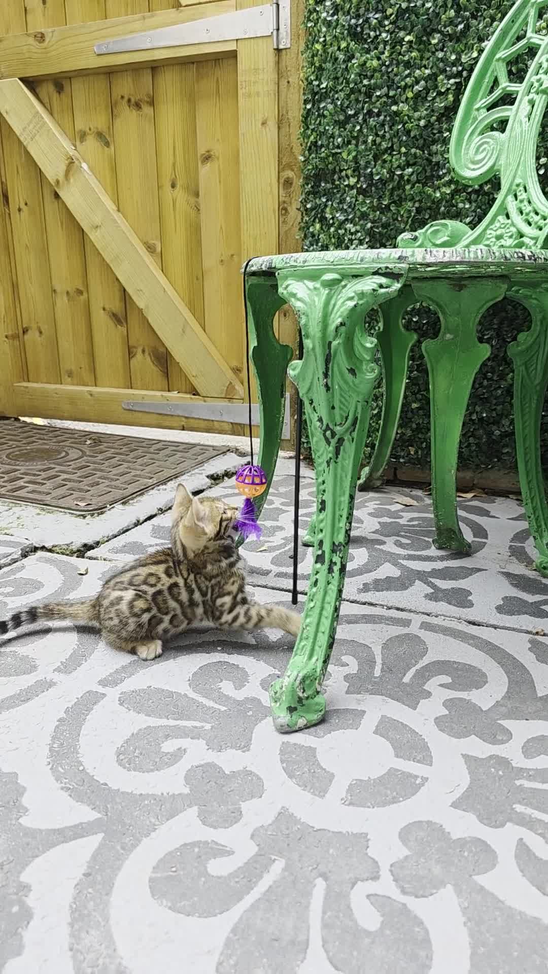 Bengal cats for sale: ✨ Bengal Kittens Looking for Loving Homes ✨ - Video 2
