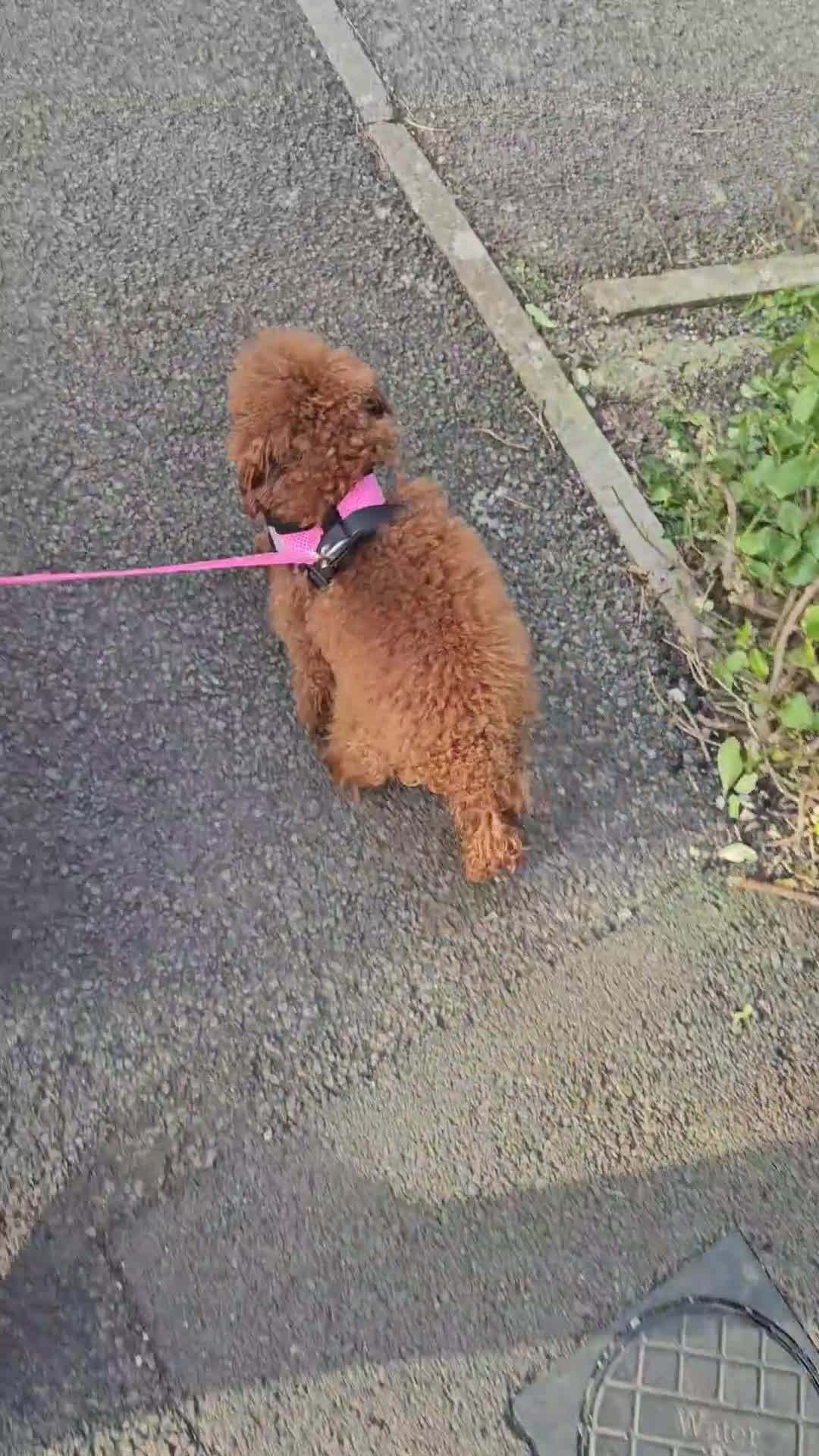 Toy Poodle dogs for sale: Beautiful Asian Poodle Female *DNA CLEAR* - Video 1