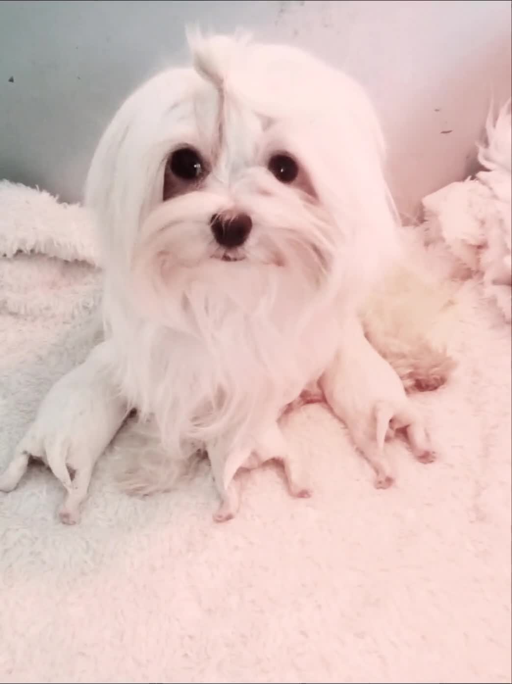 Maltese dogs for sale: KC Registered Maltese Puppies - Video 3