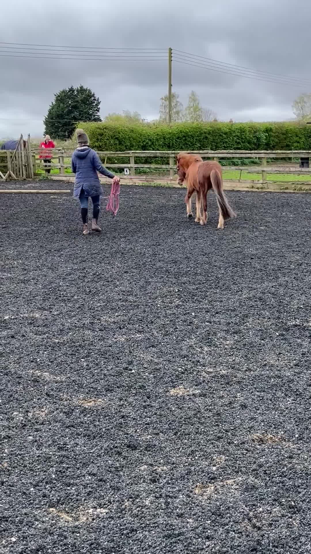 Dartmoor horses for sale: Gorgeous super friendly Dartmoor Pony - Video 1